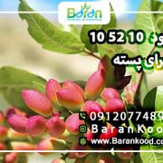 کود ۱۰ ۵۲ ۱۰ برای پسته