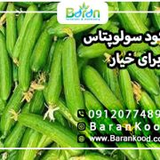 کود سولوپتاس