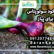کود سولوپتاس برای پیاز