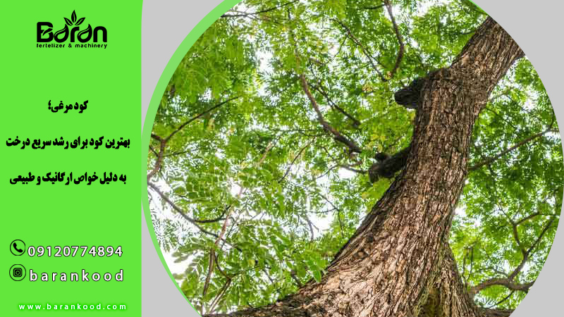 کود مرغی برای درخت