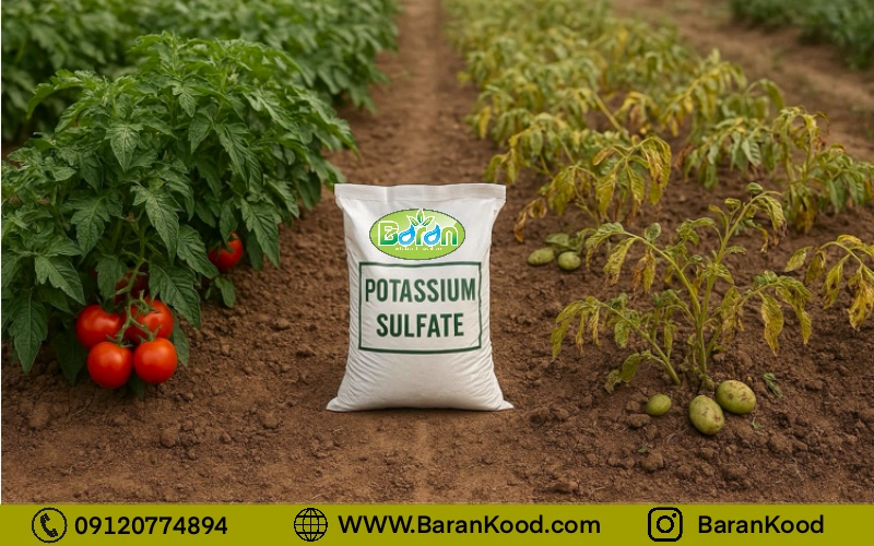 آیا کود سولفات پتاسیم پودری برای همه محصولات مفید است؟ بررسی کاربردها و محدودیت‌ها