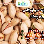 کود سولوپتاس برای پسته