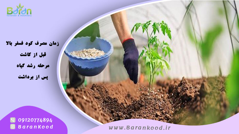 کود 10 52 10 برای زعفران 