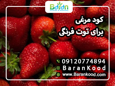 کود مرغی برای توت فرنگی