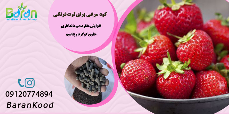 کود مرغی برای توت فرنگی