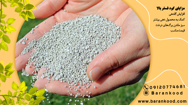 کود فسفر بالا