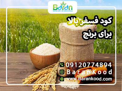 کود فسفر بالا برای برنج