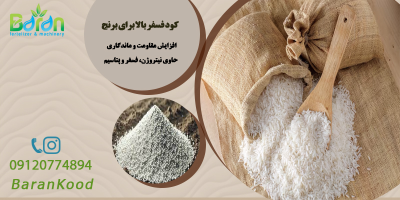 کود فسفر بالا برای برنج