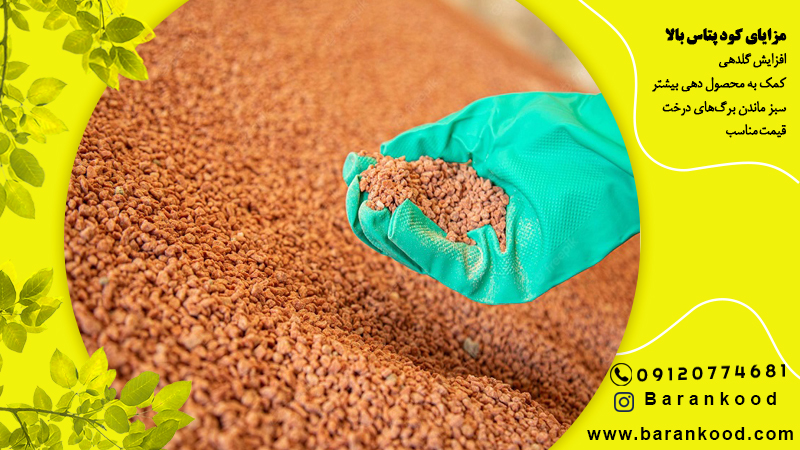 کود پتاس بالا برای گندم + قیمت و نحوه مصرف کود