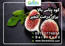 کود پتاس بالا