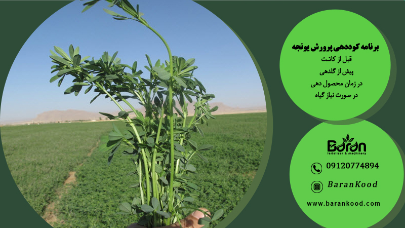 برنامه کوددهی یونجه