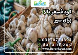 کود فسفر بالا برای سیر