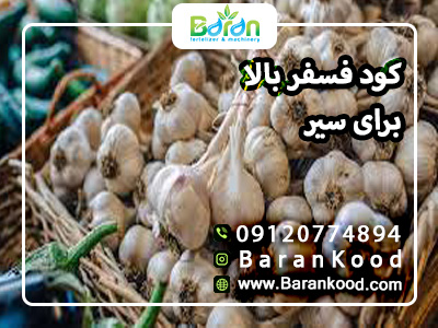 کود فسفر بالا برای سیر