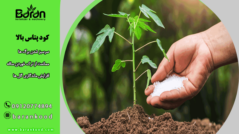 کود پتاس بالا برای محلول پاشی